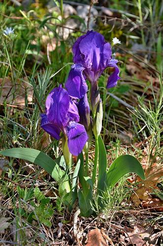 Iris aphylla subsp. aphylla