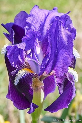 Iris bicapitata