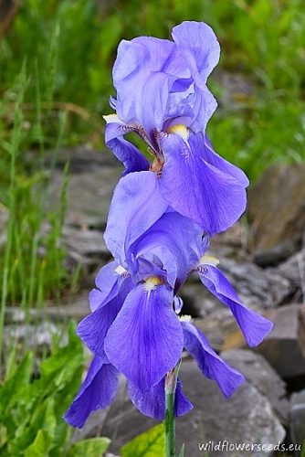 Iris pallida