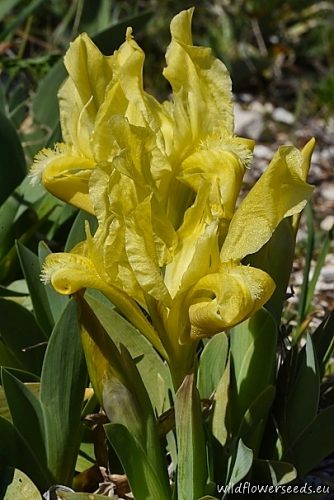 Iris pseudopumila