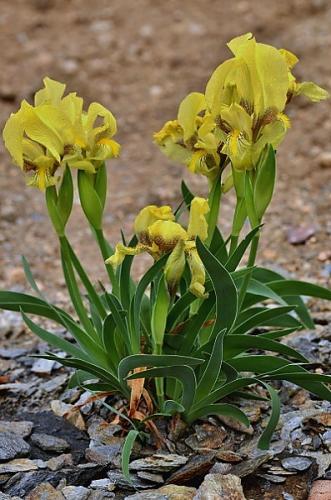 Iris reichenbachii