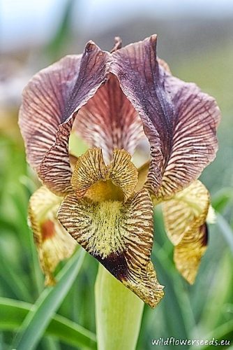 Iris sari