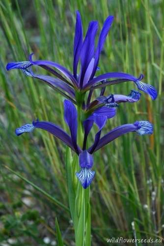 Iris sintenisii