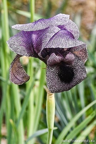 Iris sofarana