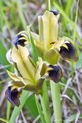 Iris tuberosa