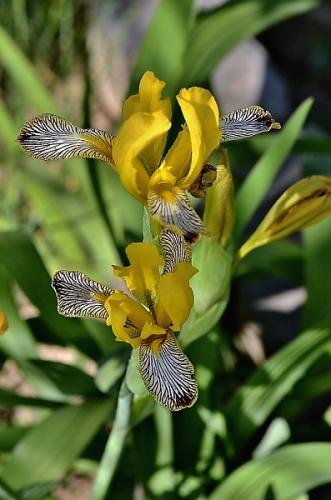 Iris variegata