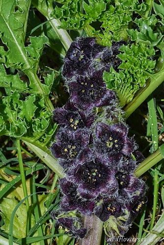 Jaborosa rotacea