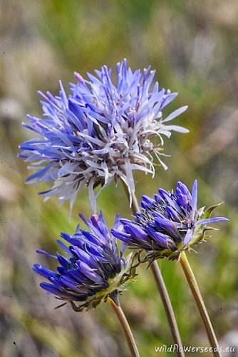 Jasione heldreichii