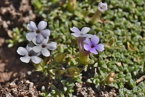 Junellia uniflora
