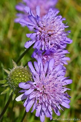 Knautia arvensis