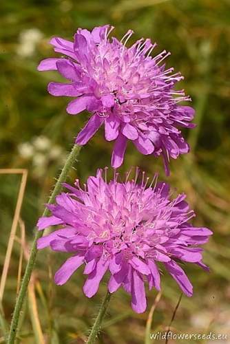 Knautia longifolia