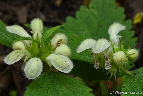 Lamium flexuosum