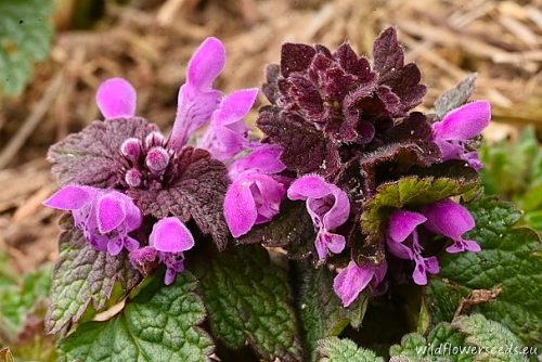 Lamium purpureum