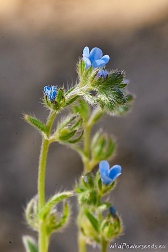 Lappula squarrosa