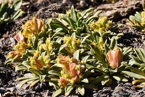 Laretia acaulis