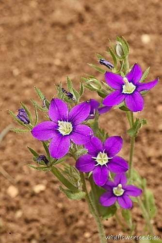 Legousia speculum-veneris