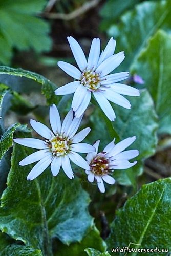 Leibnitzia nepalensis