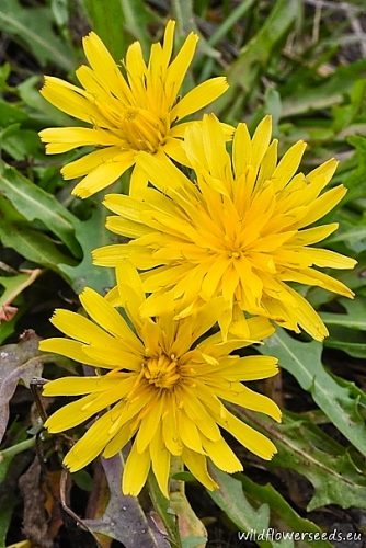 Leontodon autumnalis
