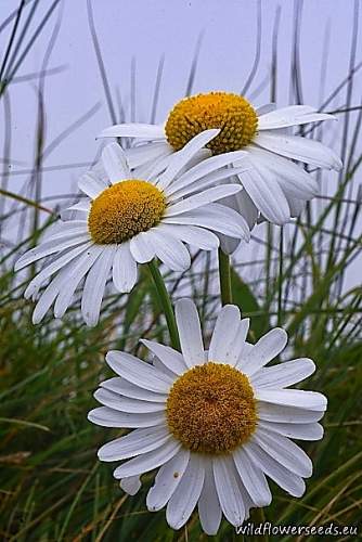 Leucanthemum heterophyllum