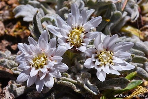 Leucheria candidissima