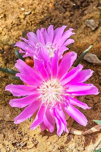 Lewisia rediviva
