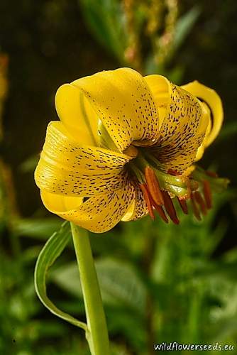 Lilium jankae