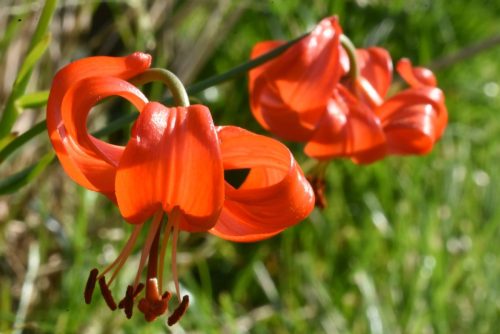 Lilium pumilum