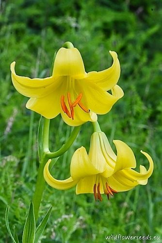 Lilium rhodopaeum