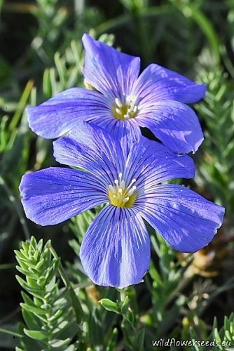 Linum alpinum