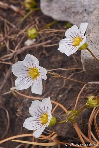 Linum catharticum