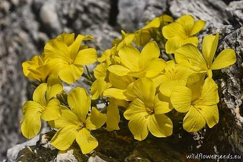 Linum elegans