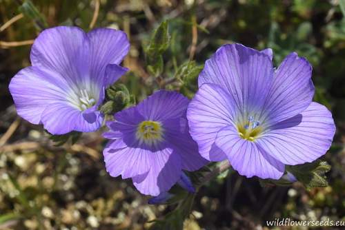 Linum hirsutum