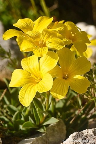 Linum thracicum