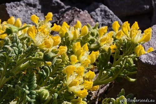 Loasa caespitosa