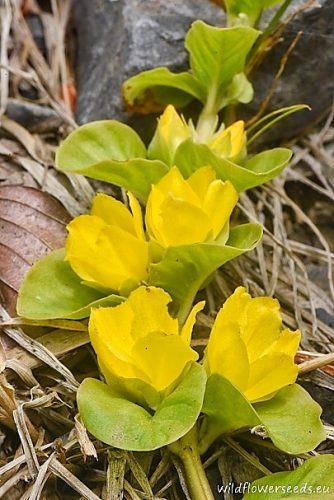 Lysimachia nummularia