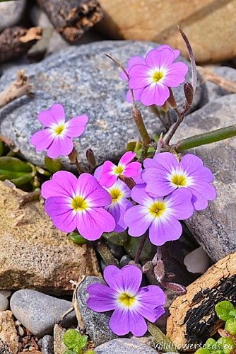 Malcolmia flexuosa subsp. naxensis