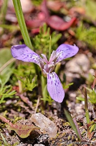 Mastigostyla spathacea