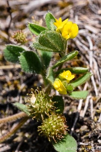 Medicago minima