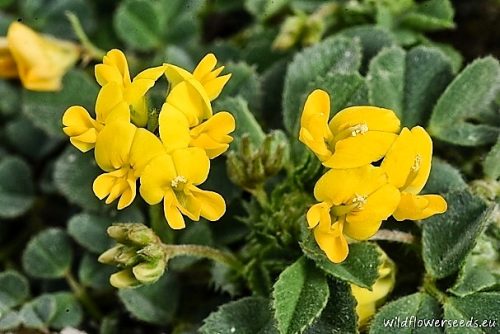 Medicago rigidula