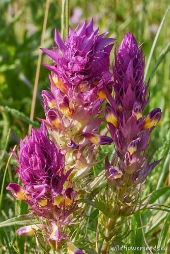 Melampyrum arvense