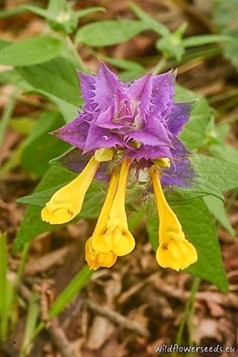 Melampyrum nemorosum