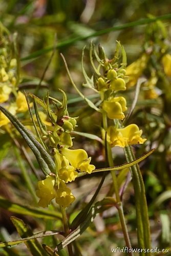 Melampyrum pratense