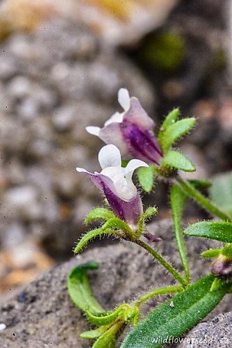 Microrrhinum minus
