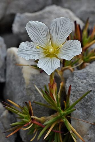 Minuartia baldaccii subsp. doerfleri