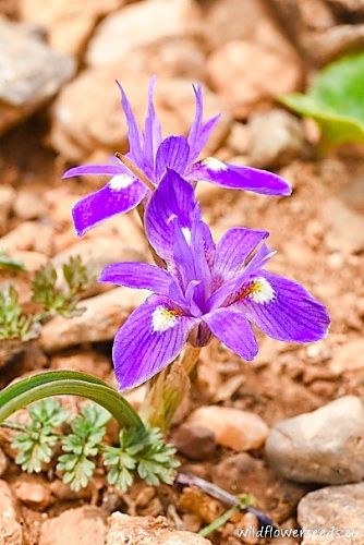 Moraea mediterranea