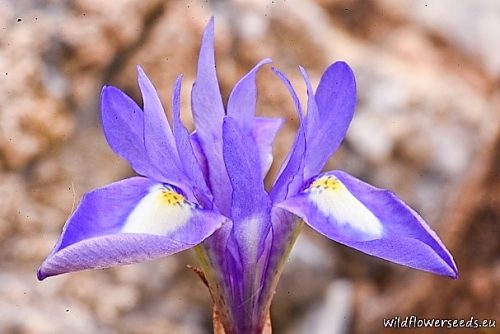 Moraea sisyrinchium