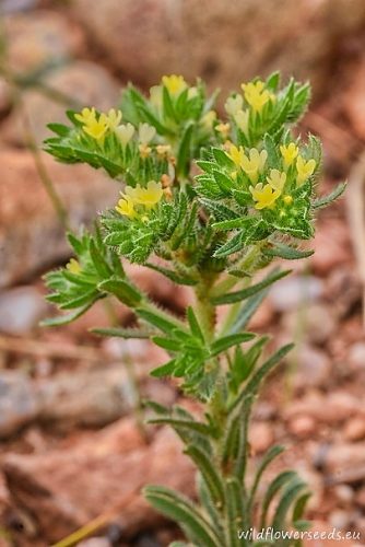 Neatostema apulum
