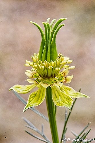Nigella orientalis