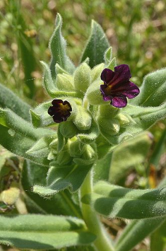 Nonea pulla