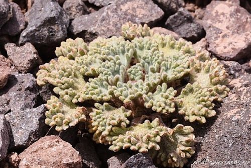 Nototriche compacta